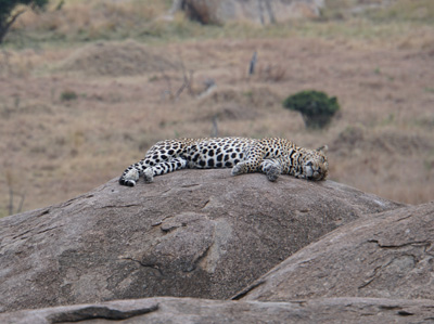 Napping Leopard, Everybody Else, Tanzania 2016 - Mara River